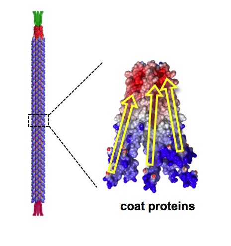 virus The M13 bacteriophage has a length of 880 nanometers and a diameter of 6.6 nanometers. It’s coated with approximately 2700 charged proteins that enable scientists to use the virus as a piezoelectric nanofiber.